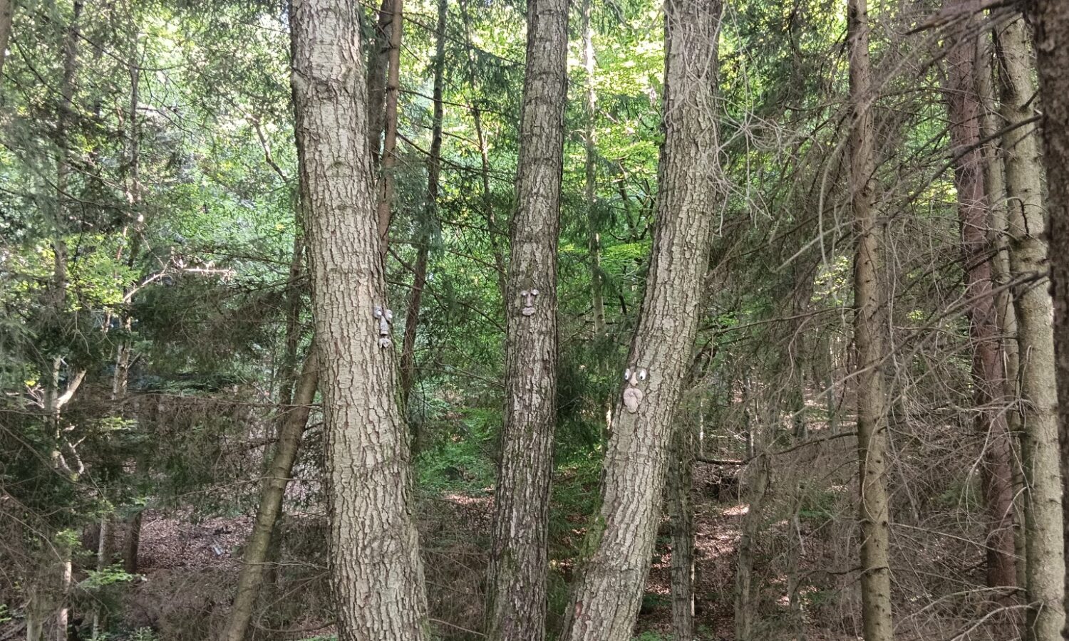 5 (2)